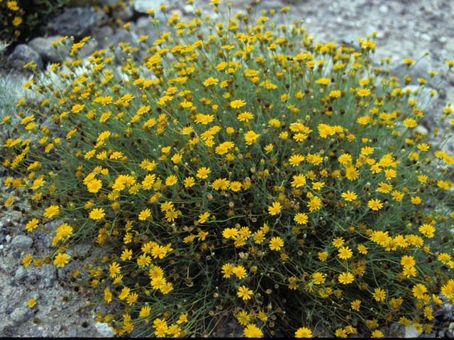 Thymophylla acerosa (Prickly-leaf dogweed) #24857