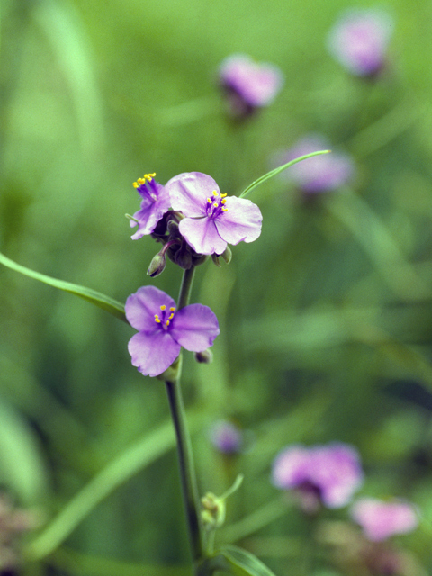 Tradescantia occidentalis (Prairie spiderwort) #24881