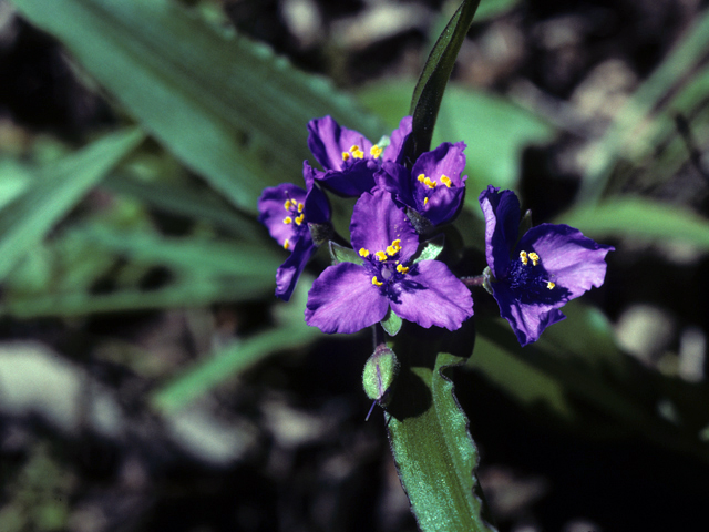 Tradescantia tharpii (Tharp's spiderwort) #24892