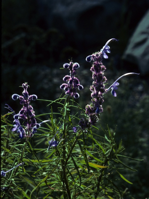 Trichostema lanatum (Woolly bluecurls) #24896