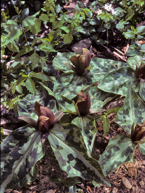 Trillium cuneatum (Little sweet betsy) #24897