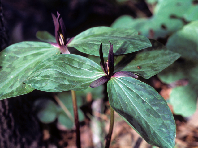 Trillium gracile (Slender trillium) #24899