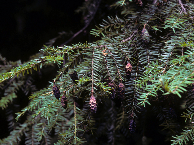 Tsuga canadensis (Eastern hemlock) #24908