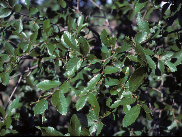 Ulmus crassifolia (Cedar elm) #24925