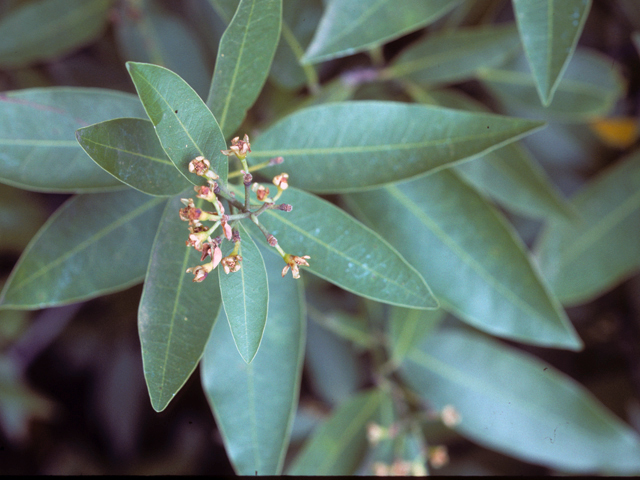 Umbellularia californica (California laurel) #24928