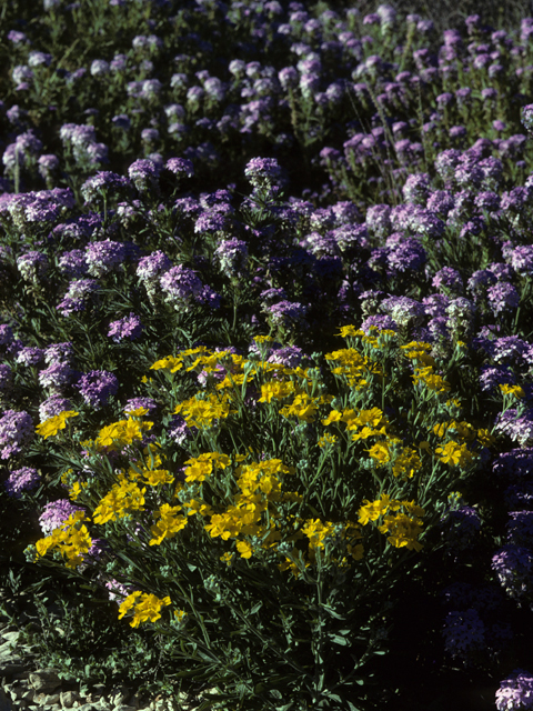 Glandularia bipinnatifida var. ciliata (Davis mountains mock vervain) #24967