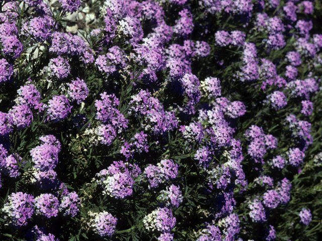 Glandularia bipinnatifida var. ciliata (Davis mountains mock vervain) #24969