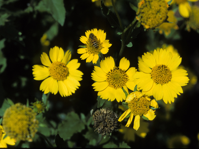 Verbesina encelioides (Cowpen daisy) #24975