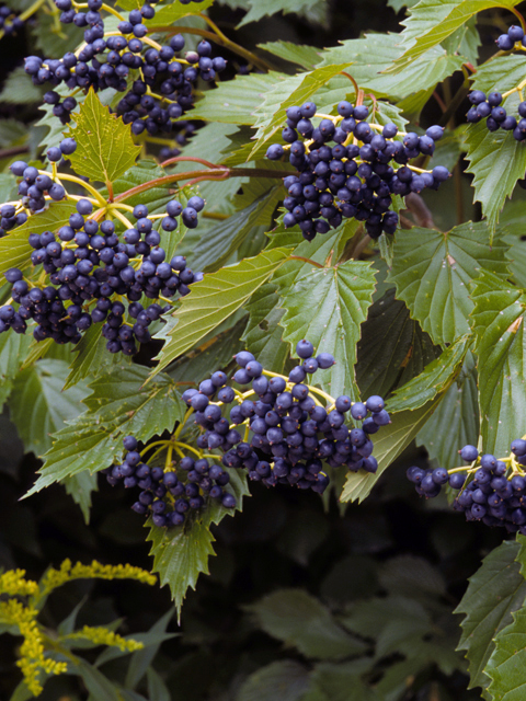 Viburnum rafinesqueanum (Downy arrowwood) #24999