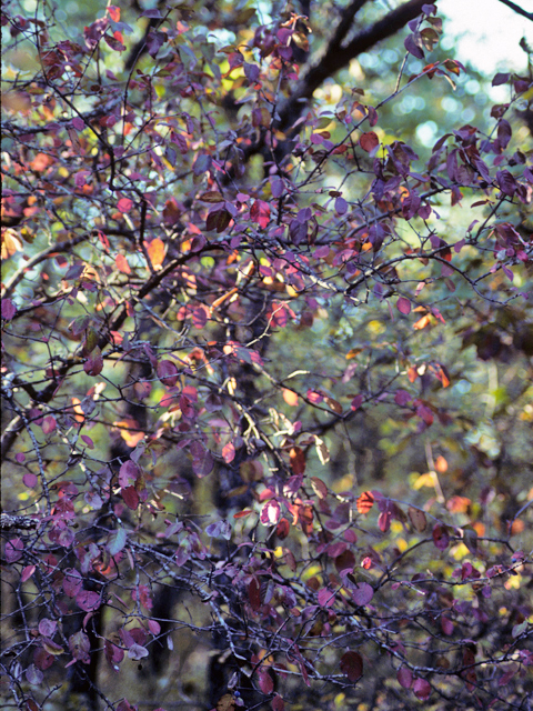 Viburnum rufidulum (Rusty blackhaw viburnum) #25004