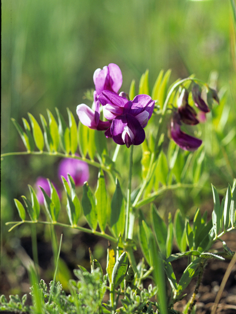 Vicia americana ssp. minor (Mat vetch) #25016