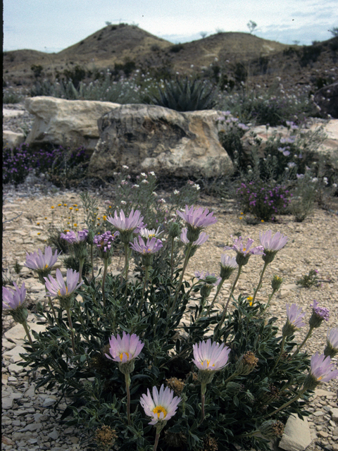 Xylorhiza wrightii (Big bend woodyaster) #25054