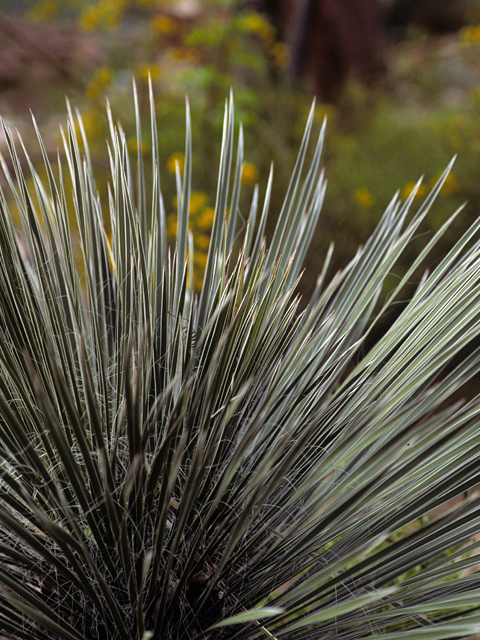 Yucca elata (Soaptree yucca) #25083