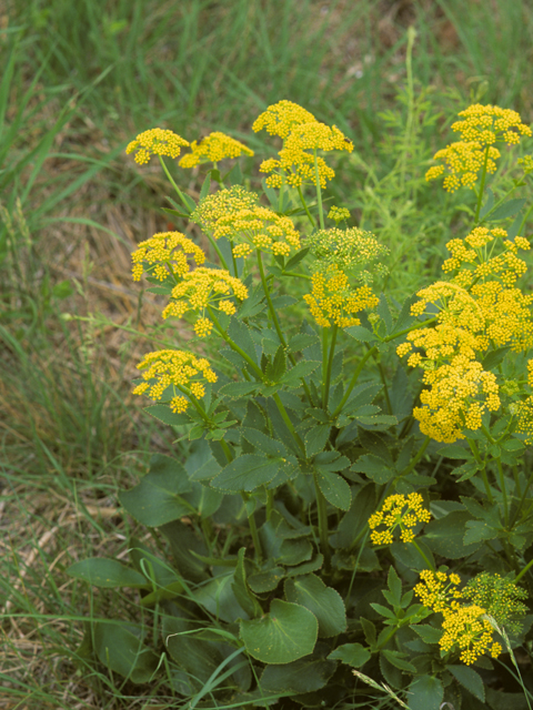 Zizia aptera (Heart-leaved meadow parsnip) #25132