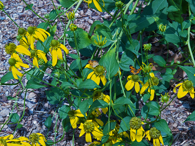 Rudbeckia laciniata (Green-headed coneflower) #47503