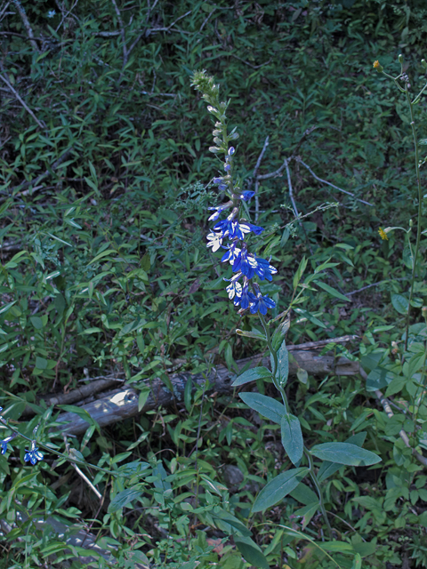 Lobelia puberula (Downy lobelia) #47505