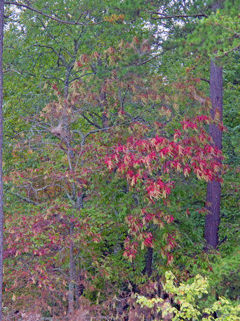 Oxydendrum arboreum (Sourwood) #47527