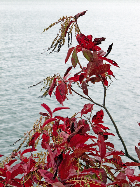 Oxydendrum arboreum (Sourwood) #47528