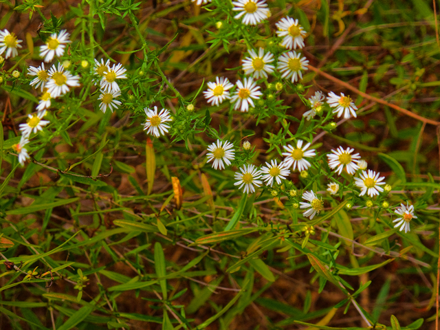 Symphyotrichum lateriflorum (Calico aster) #47535