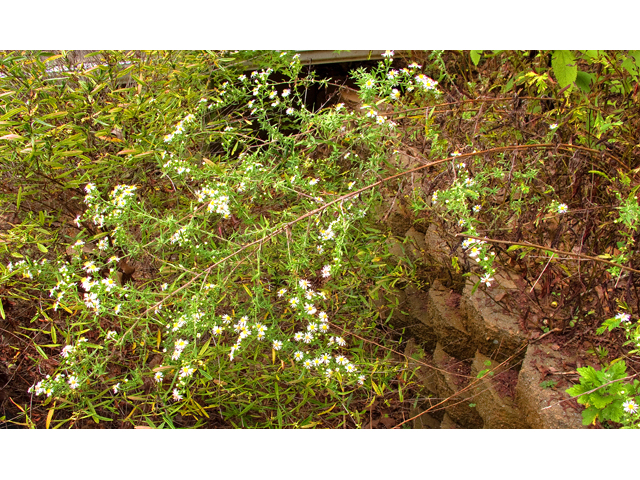 Symphyotrichum lateriflorum (Calico aster) #47536