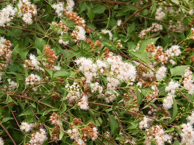 Ageratina havanensis (Shrubby boneset) #47551