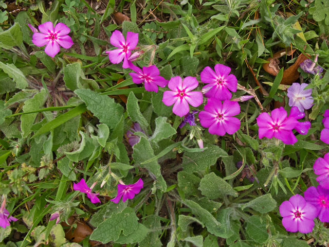 Phlox cuspidata (Pointed phlox) #47599