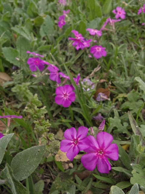 Phlox cuspidata (Pointed phlox) #47600