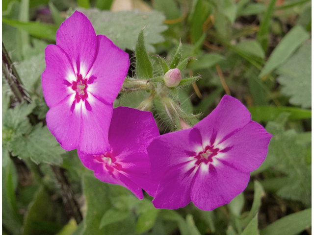 Phlox cuspidata (Pointed phlox) #47601