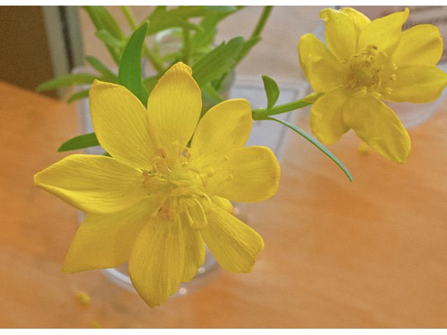 Ranunculus macranthus (Large buttercup) #47608