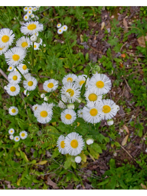 Erigeron philadelphicus (Philadelphia fleabane) #47630