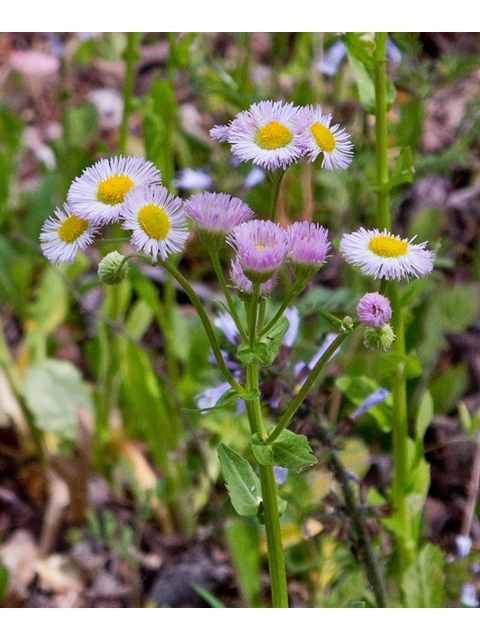 Erigeron philadelphicus (Philadelphia fleabane) #47633