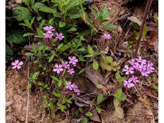 Silene caroliniana (Sticky catchfly) #47637