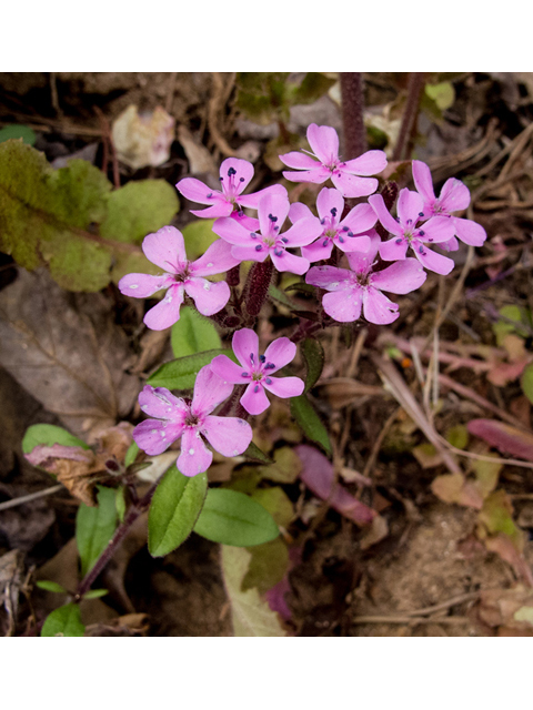 Silene caroliniana (Sticky catchfly) #47638