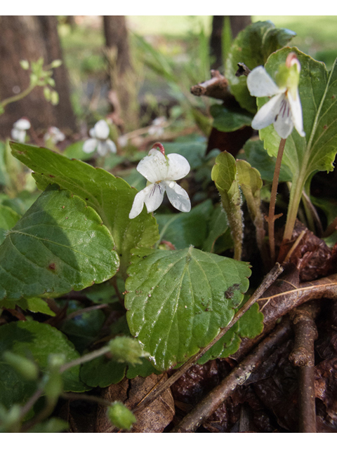 Viola blanda (Sweet white violet) #47643