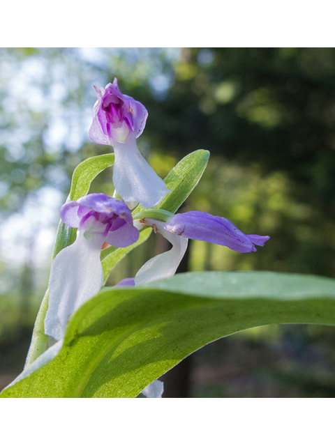 Galearis spectabilis (Showy orchid) #47648