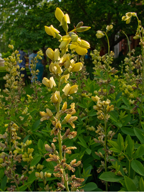 Thermopsis villosa (Carolina bushpea) #47649