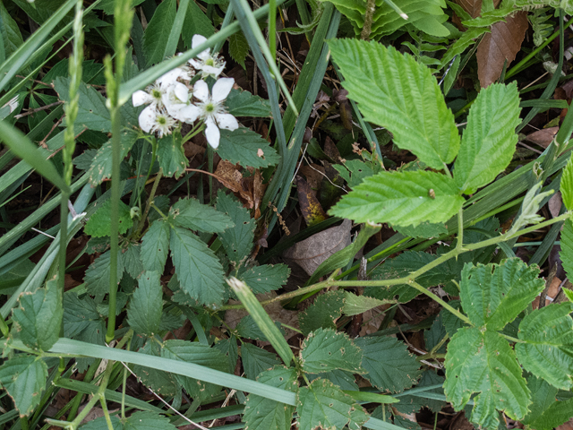 Rubus trivialis (Southern dewberry) #47661