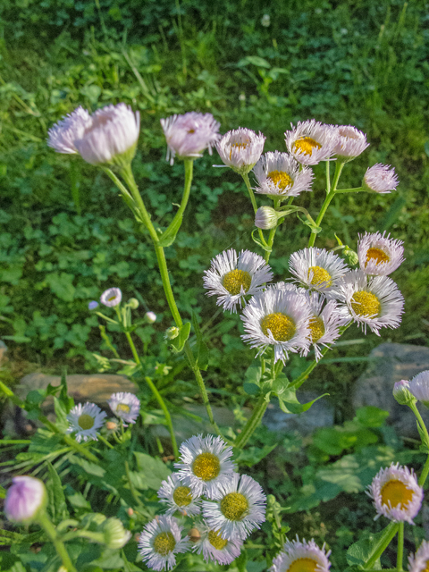 Erigeron philadelphicus (Philadelphia fleabane) #47664