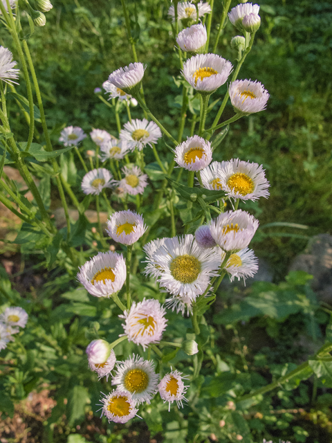 Erigeron philadelphicus (Philadelphia fleabane) #47665