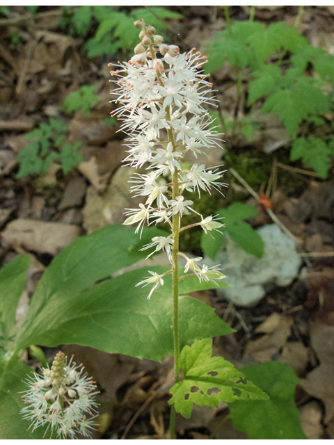 Tiarella cordifolia (Heartleaf foamflower) #47666