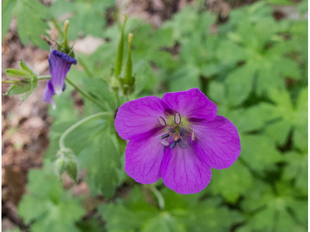 Geranium maculatum (Spotted geranium) #47668