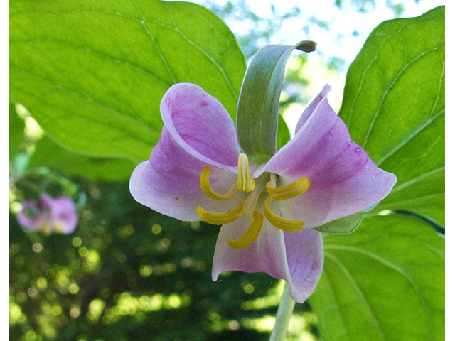 Trillium catesbaei (Bashful wakerobin) #47672