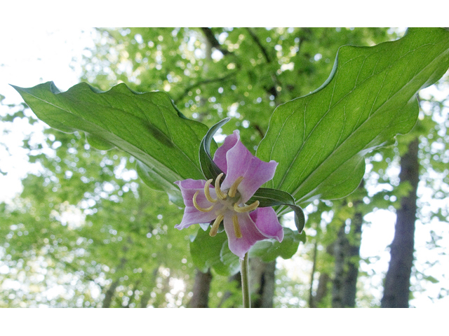 Trillium catesbaei (Bashful wakerobin) #47673