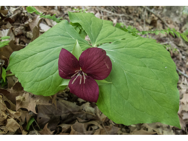 Trillium vaseyi (Sweet trillium) #48972