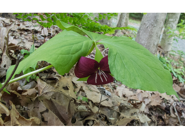 Trillium vaseyi (Sweet trillium) #48973