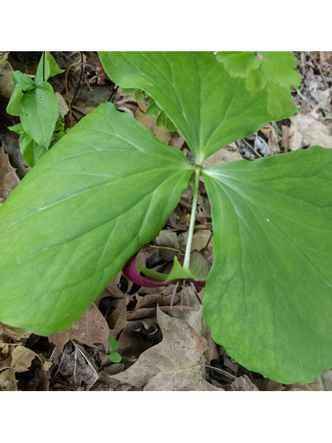 Trillium vaseyi (Sweet trillium) #48974