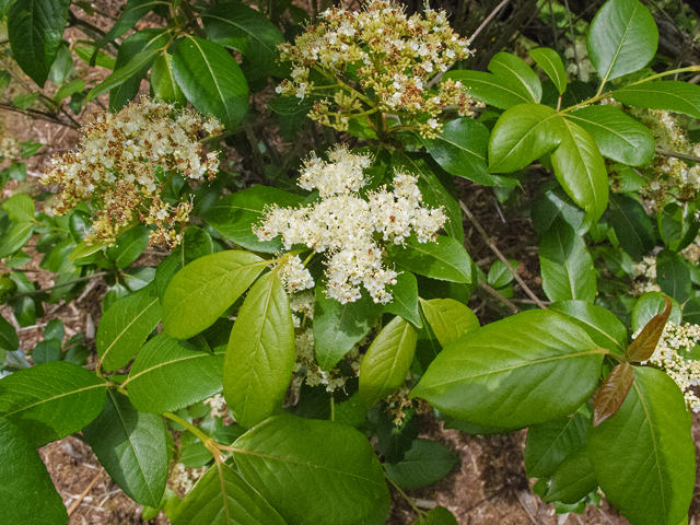 Viburnum nudum (Possumhaw viburnum) #48985