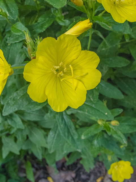 Oenothera fruticosa ssp. tetragona (Narrowleaf evening-primrose) #48993