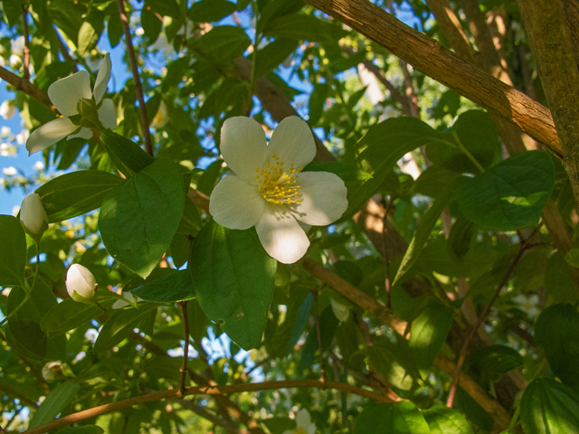 Philadelphus inodorus (Scentless mock orange) #48994