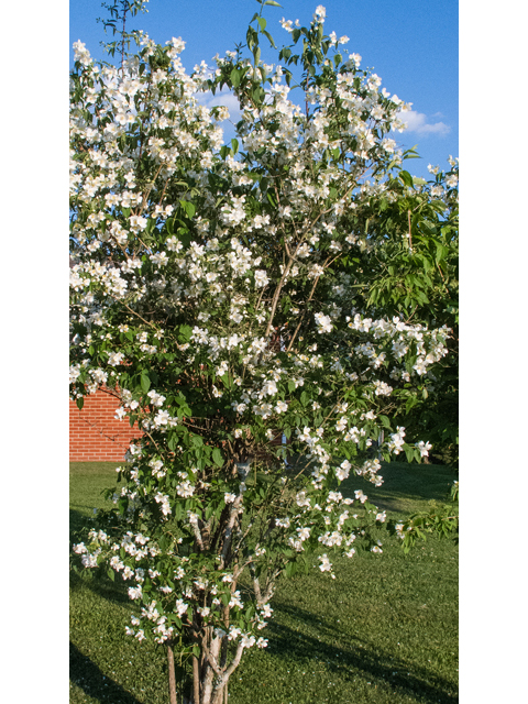 Philadelphus inodorus (Scentless mock orange) #48995